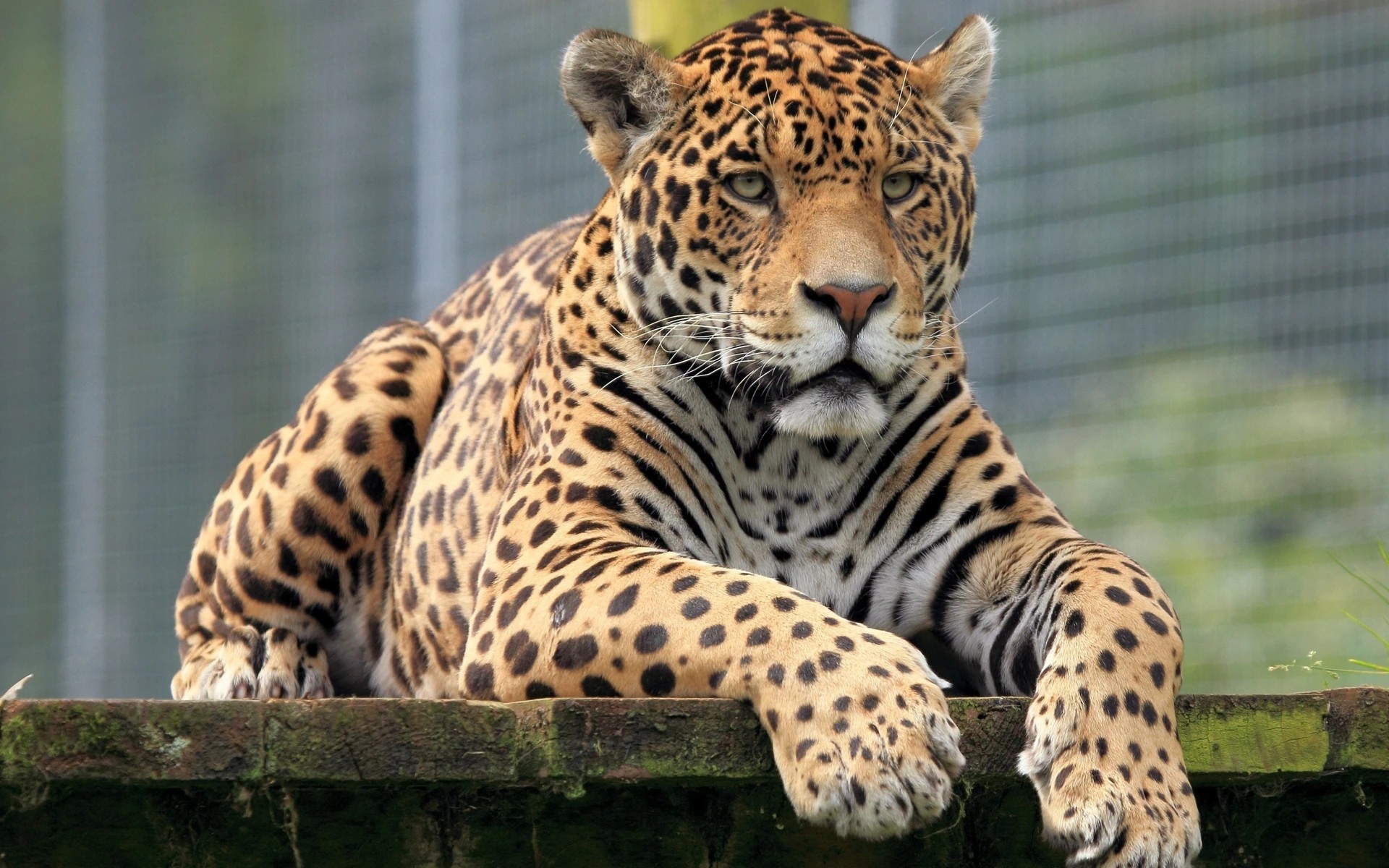 JAGUAR 4.2 V8-image-6