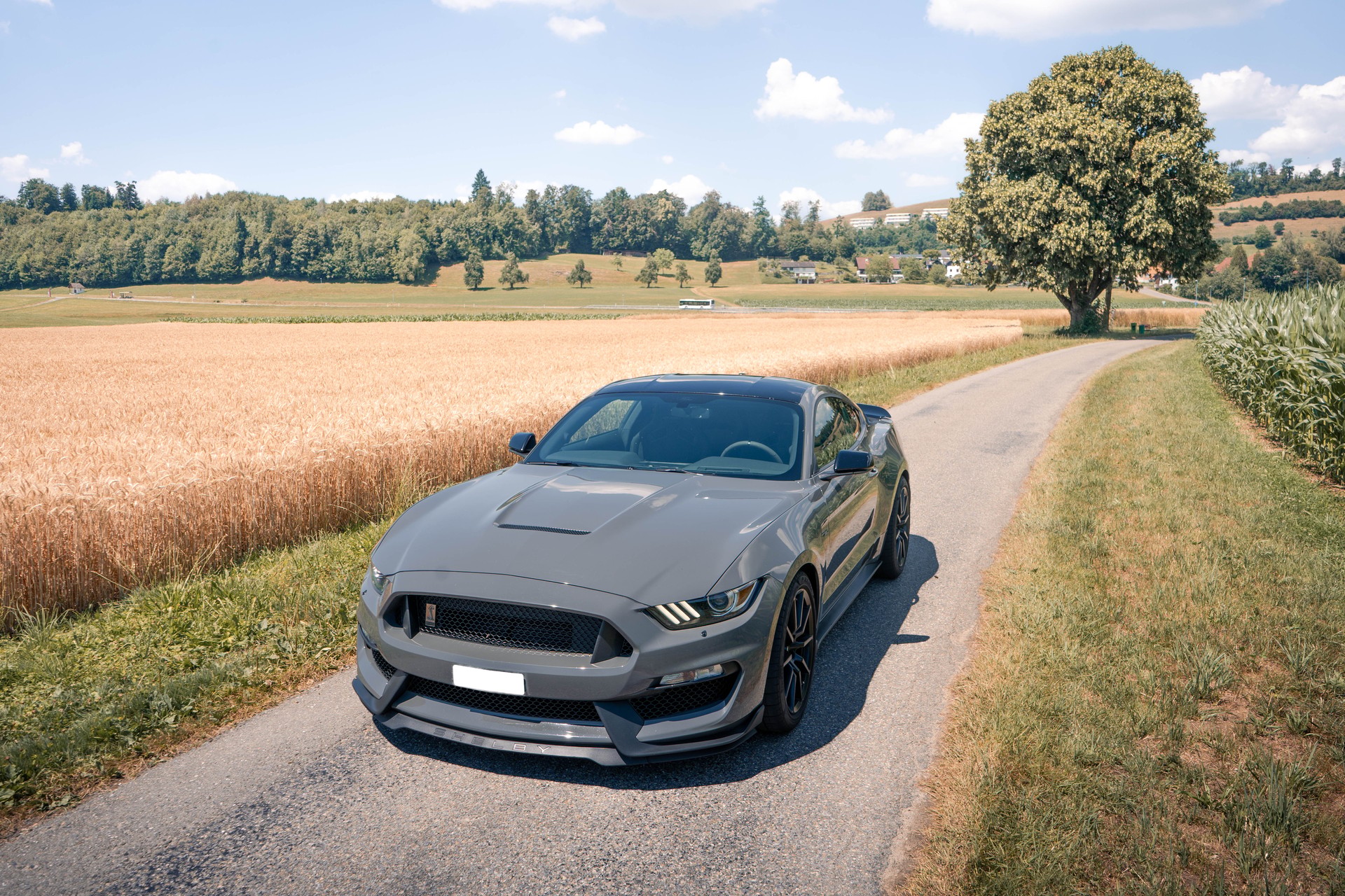 FORD Shelby GT350-image-0