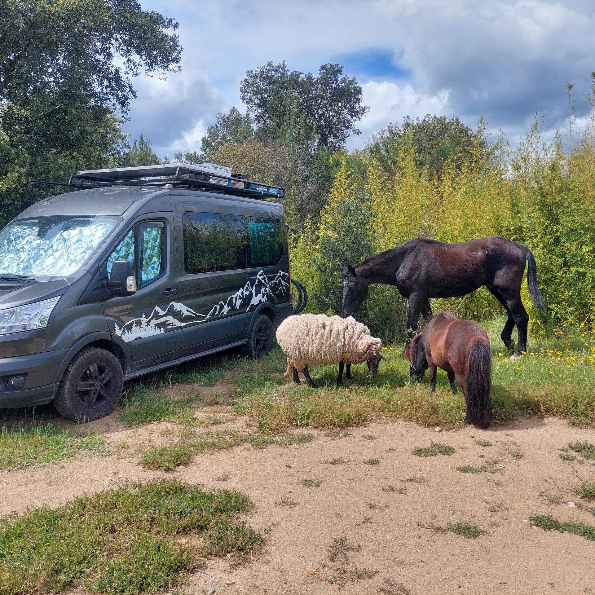 FORD Transit 4*4-image-8