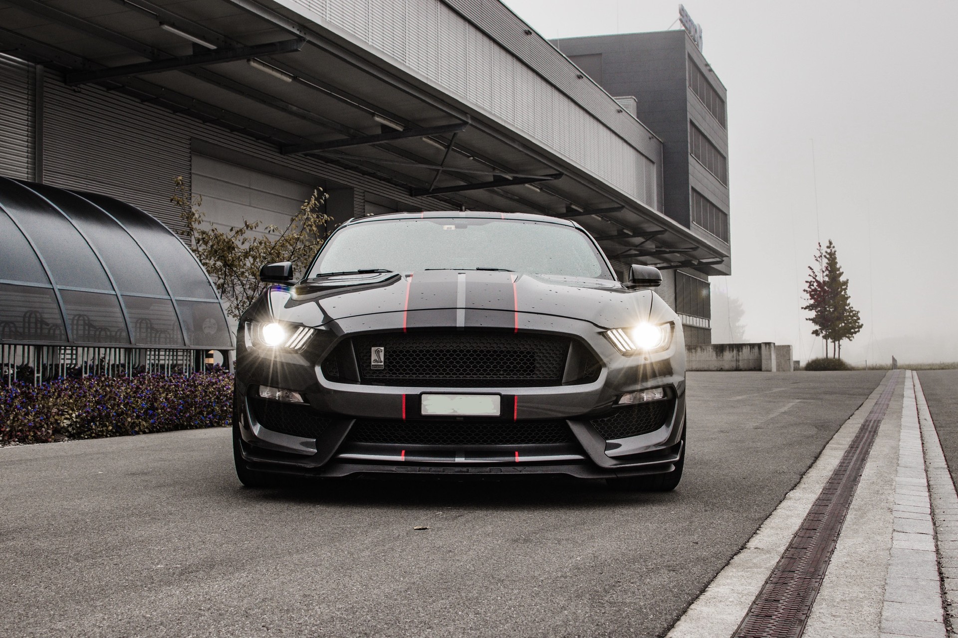 FORD Shelby GT350-image-3