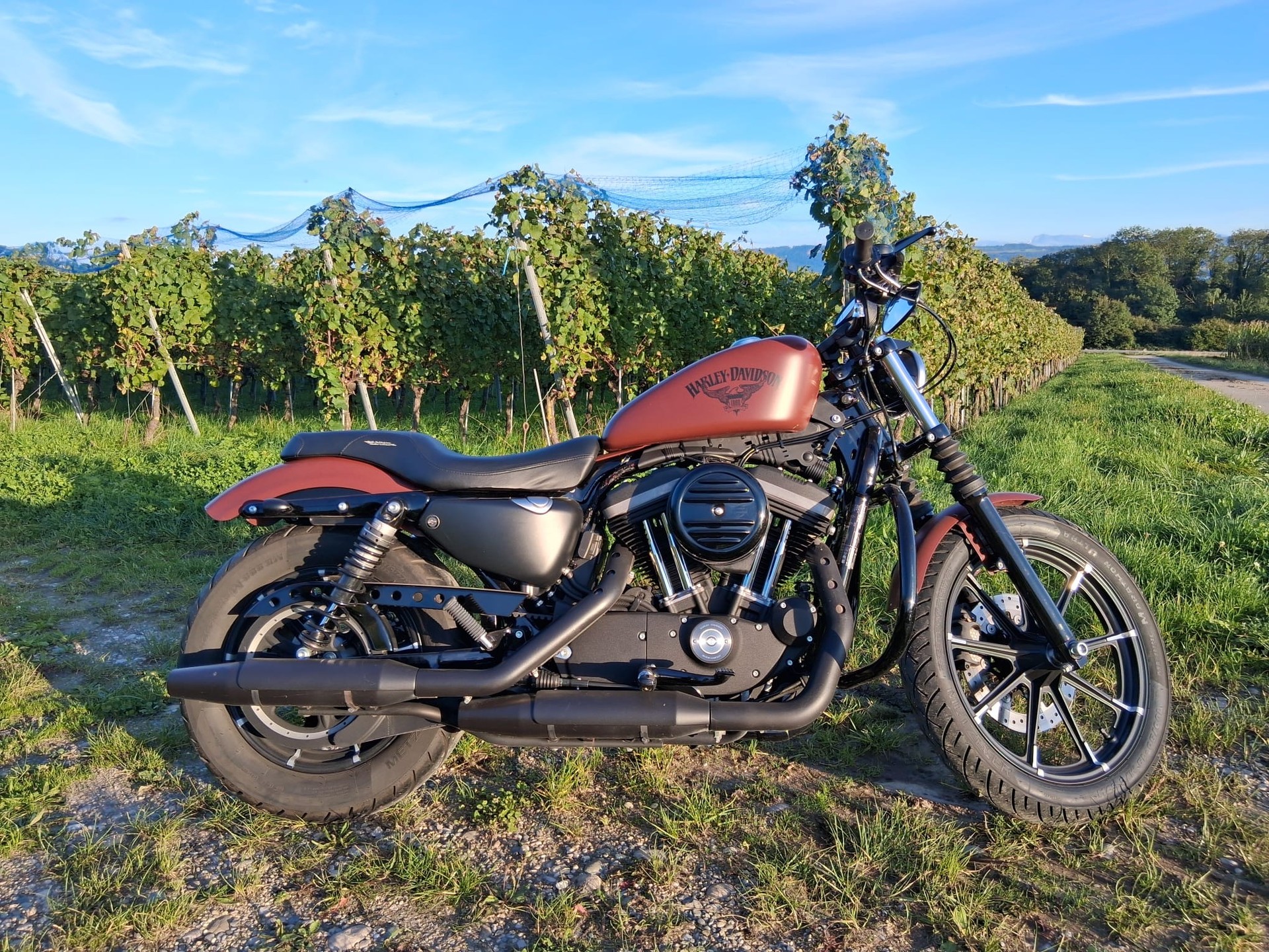 HARLEY-DAVIDSON XL 883 N Sportster Iron ABS-image-7