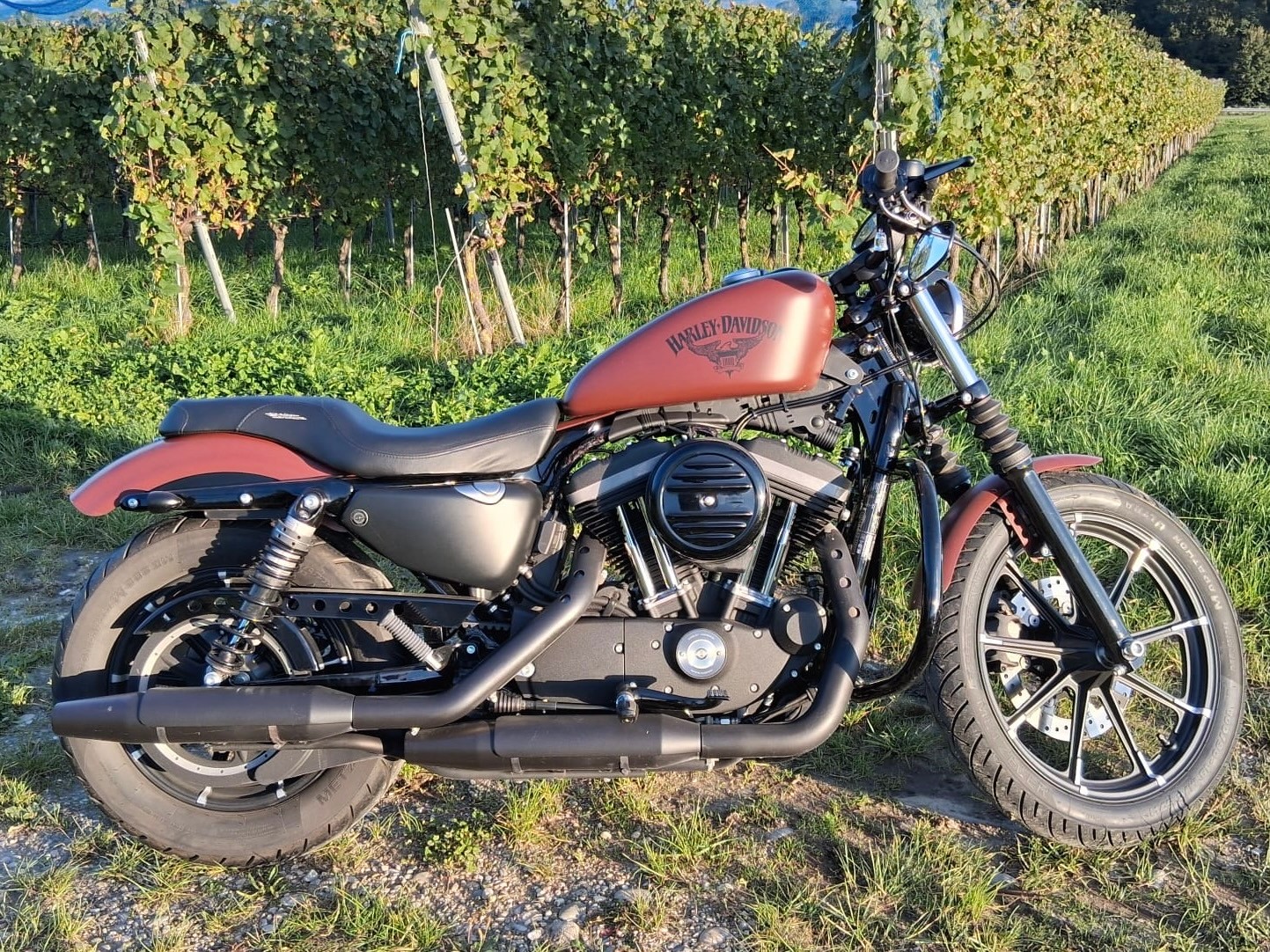 HARLEY-DAVIDSON XL 883 N Sportster Iron ABS-image-6