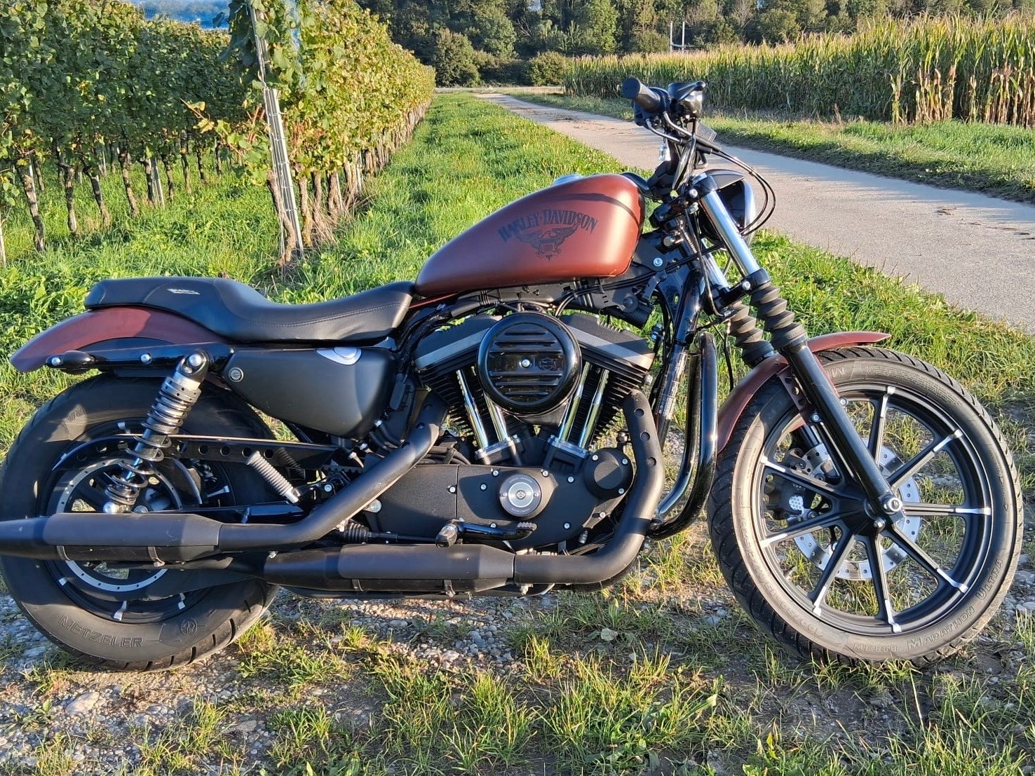 HARLEY-DAVIDSON XL 883 N Sportster Iron ABS-image-2