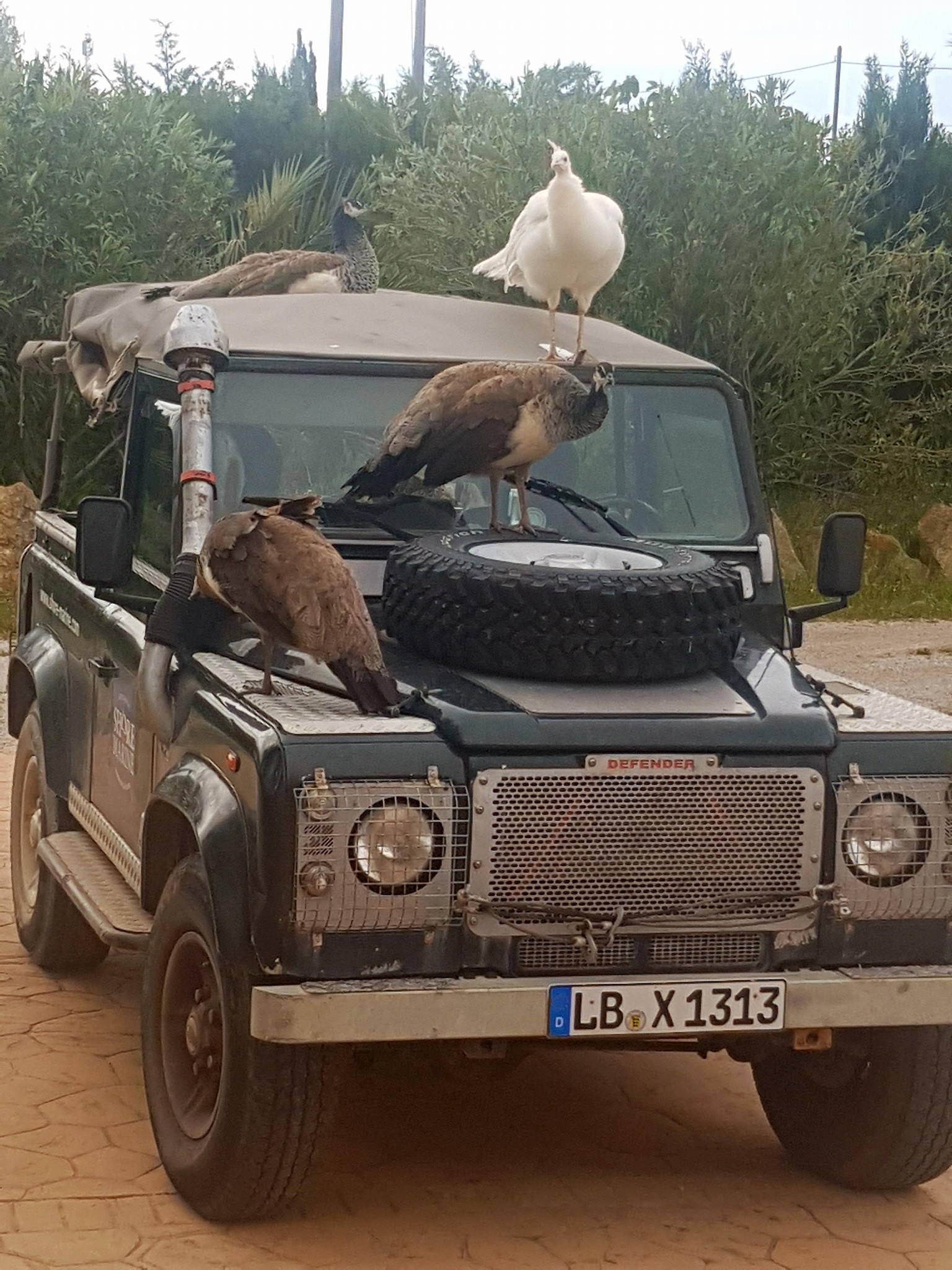 LAND ROVER TD 5 90-image-3